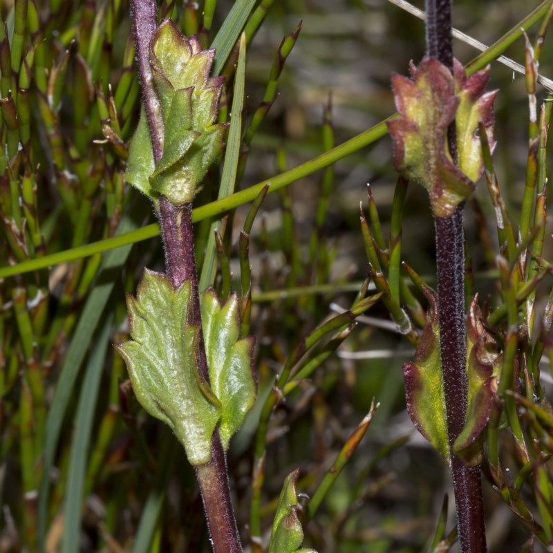 Euphrasia collina