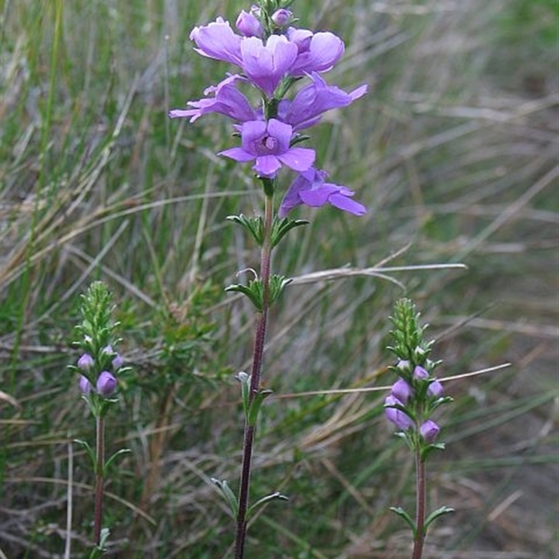 Euphrasia collina subsp. collina