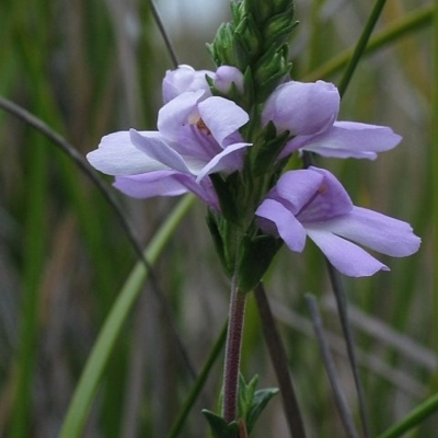 Euphrasia collina subsp. collina