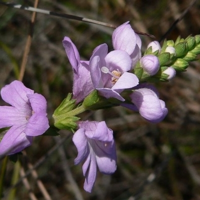 Euphrasia collina subsp. collina