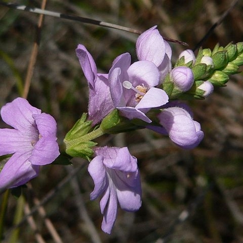 Euphrasia collina subsp. collina