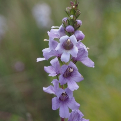 Euphrasia collina subsp. paludosa