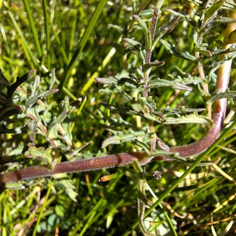 Euphrasia scabra