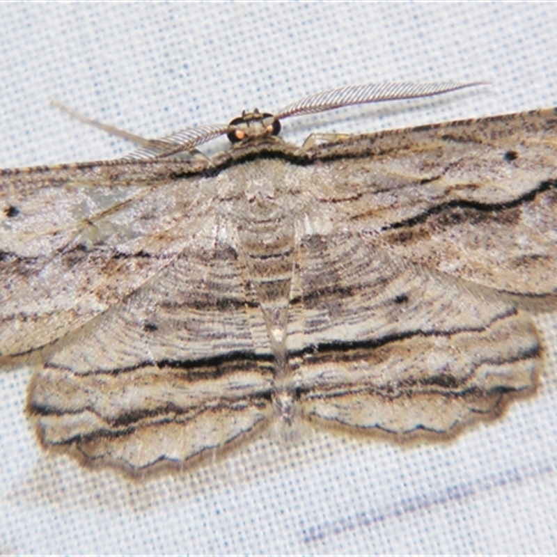 Euphronarcha luxaria