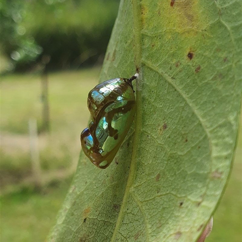 Euploea corinna