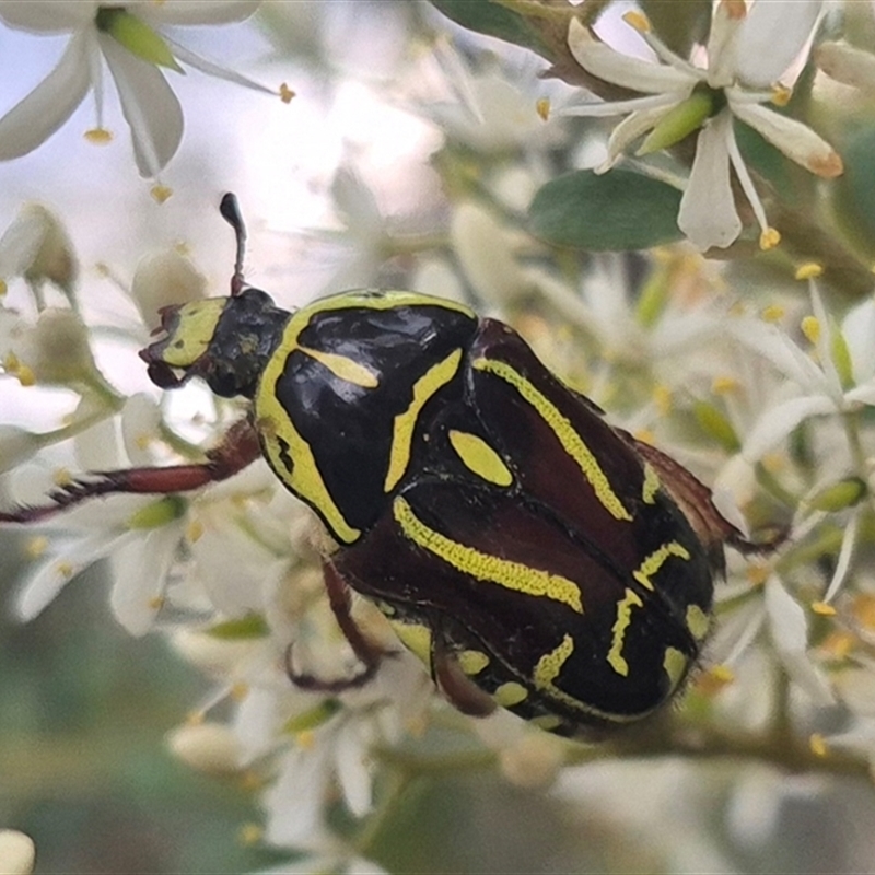 Eupoecila australasiae