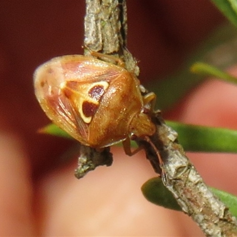 Eupolemus angularis