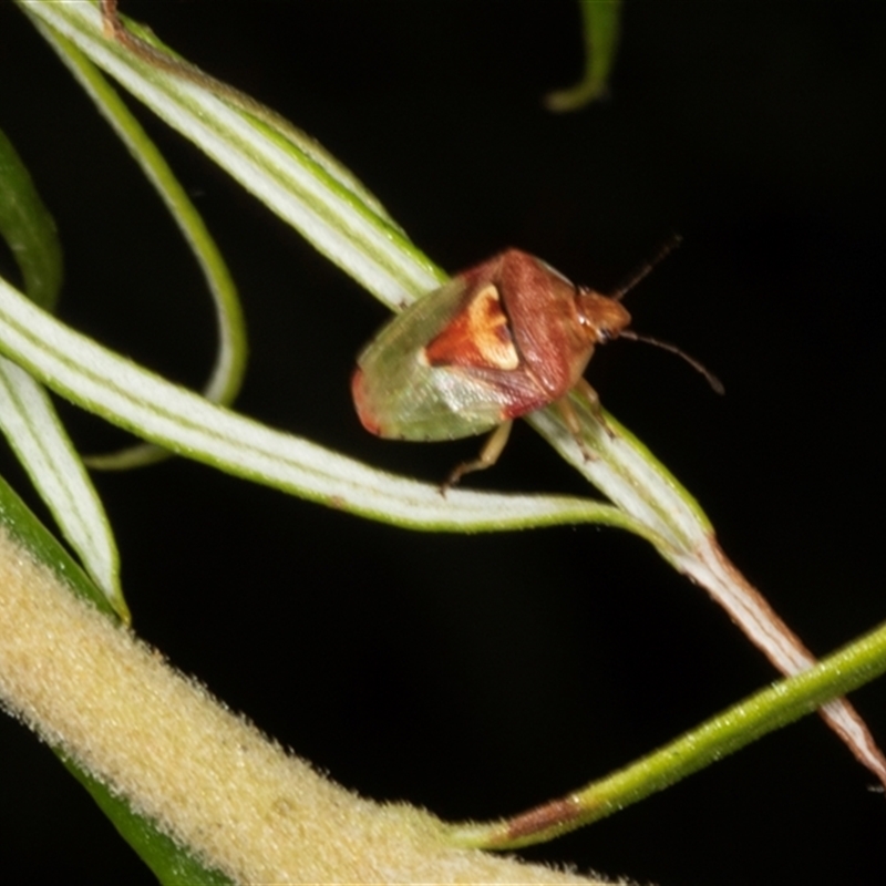 Eupolemus angularis