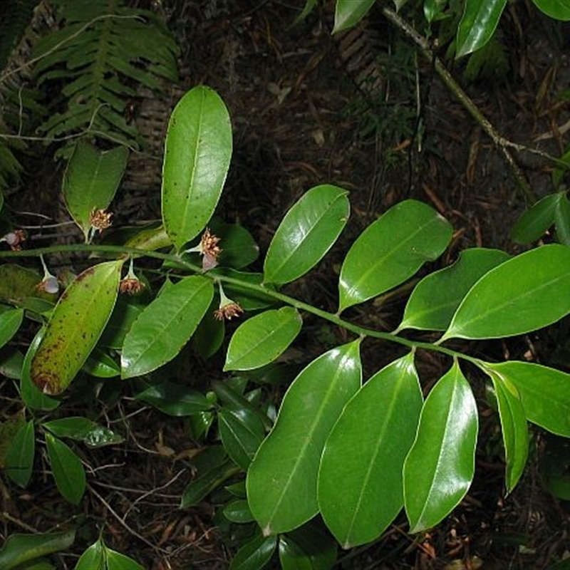 Eupomatia laurina