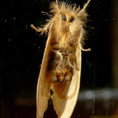 Euproctis (genus)