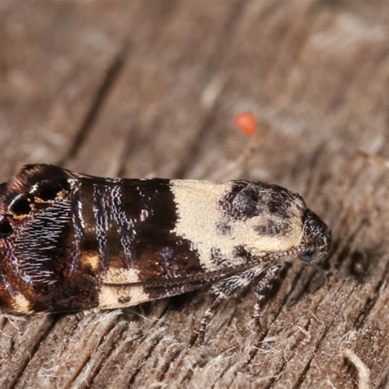 Eupselia aristonica