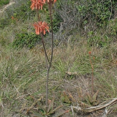 Aloe maculata