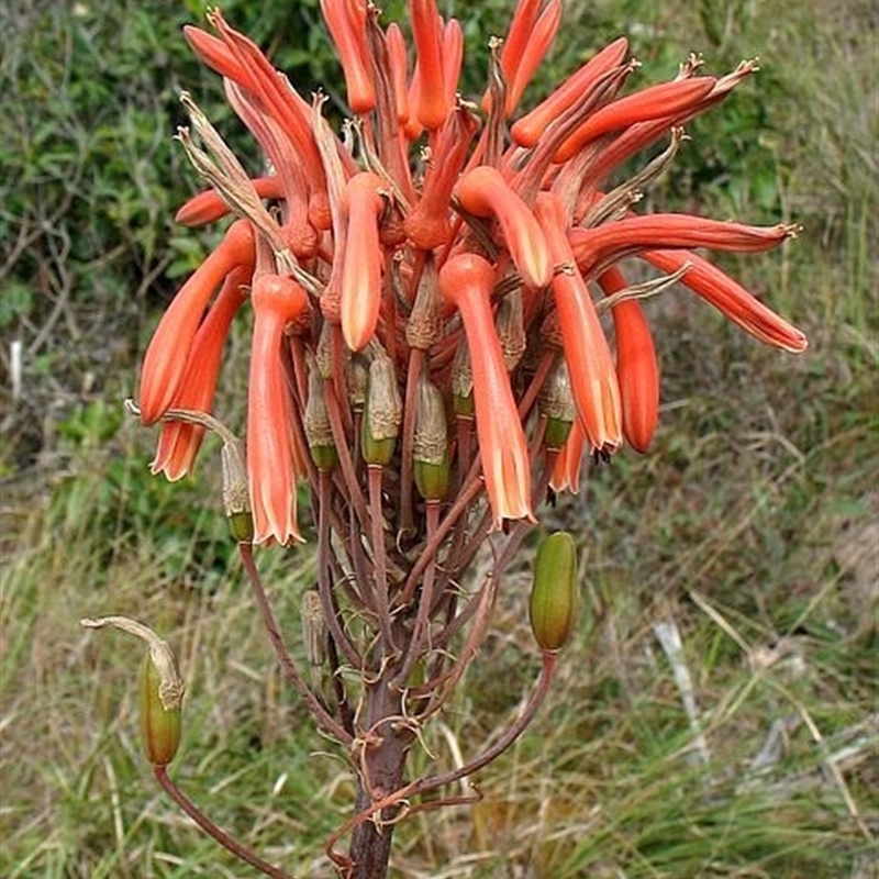 Aloe maculata