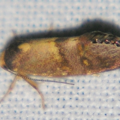 Eupselia beltera