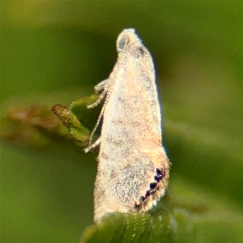 Eupselia melanostrepta