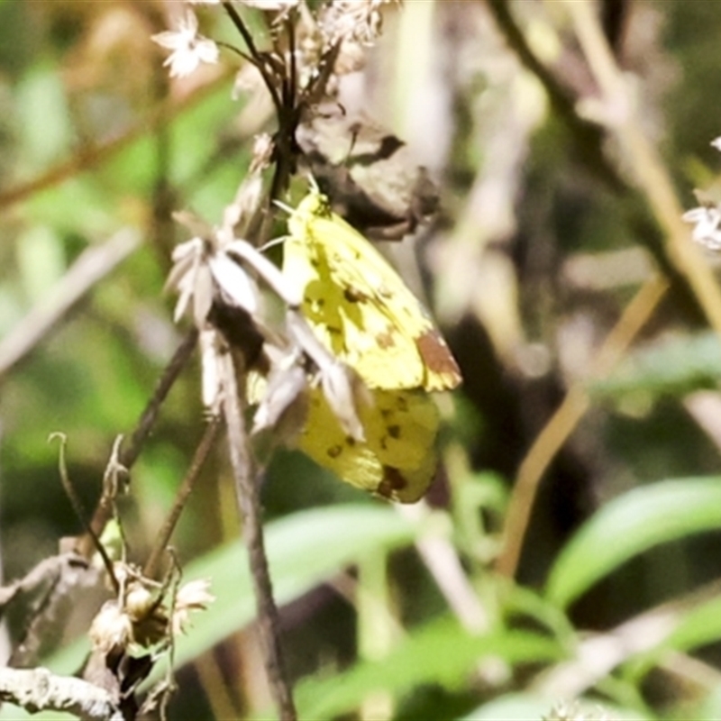 Eurema hecabe