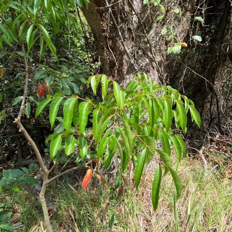 Euroschinus falcatus