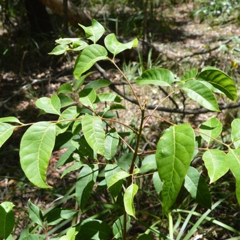 Euroschinus falcatus var. falcatus