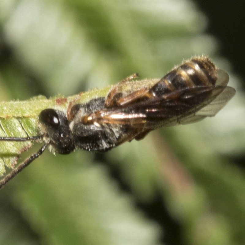 Euryglossa adelaidae