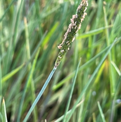 Alopecurus geniculatus