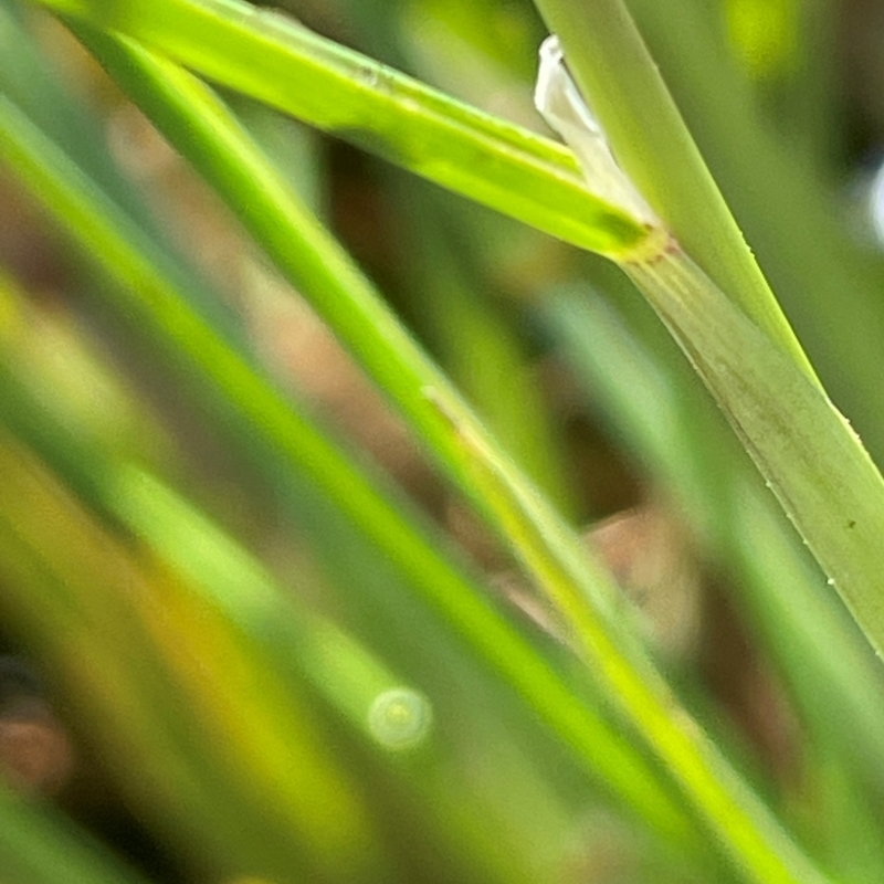 Alopecurus geniculatus