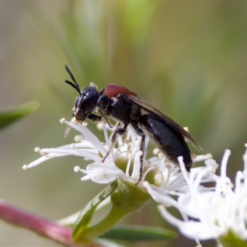 Euryglossa ephippiata