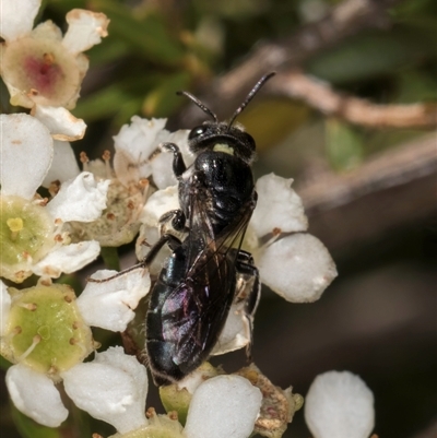 Euryglossa sp. (genus)