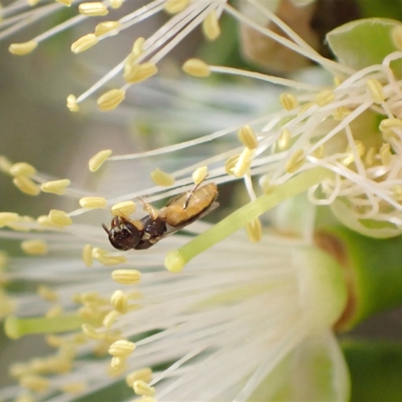 Euryglossina (Euryglossina) fuscescens