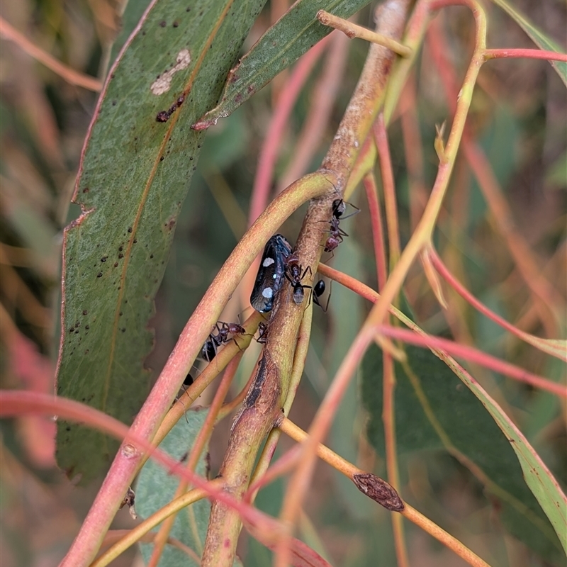 Eurymela distincta