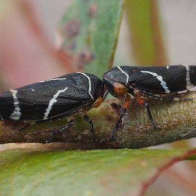 Eurymeloides bicincta