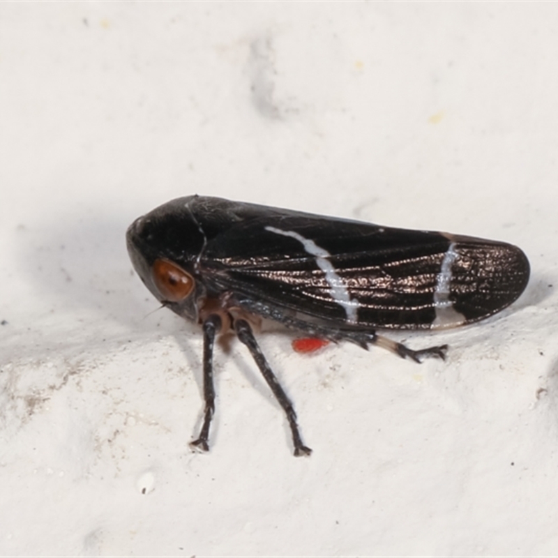 Eurymeloides bicincta