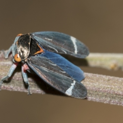 Eurymeloides lineata