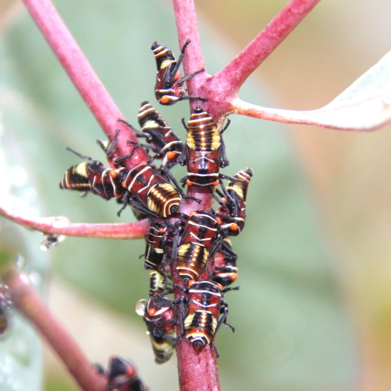 Eurymeloides punctata