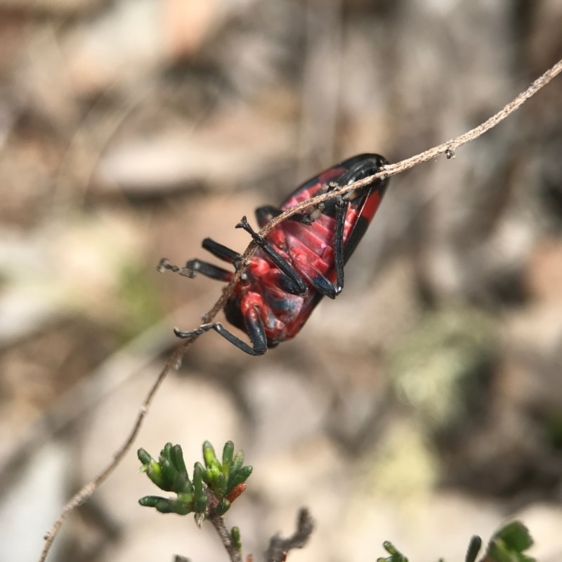 Eurymelops rubrovittata