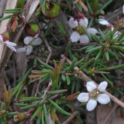 Euryomyrtus ramosissima subsp. prostrata