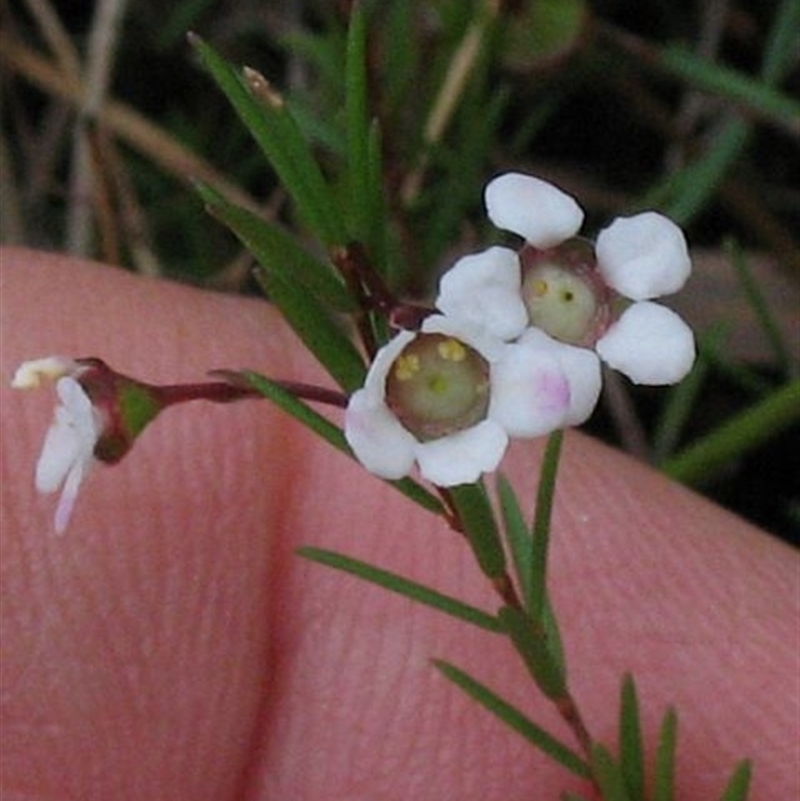 Euryomyrtus ramosissima subsp. prostrata