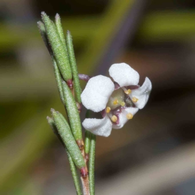 Euryomyrtus ramosissima subsp. prostrata