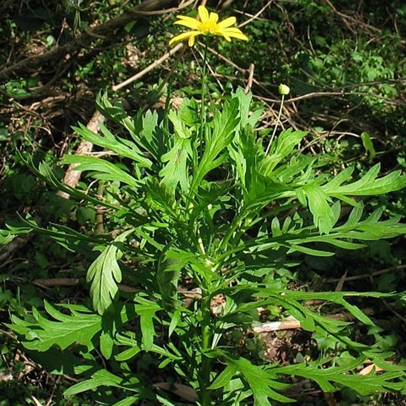 Euryops chrysanthemoides