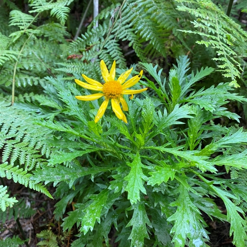 Euryops chrysanthemoides