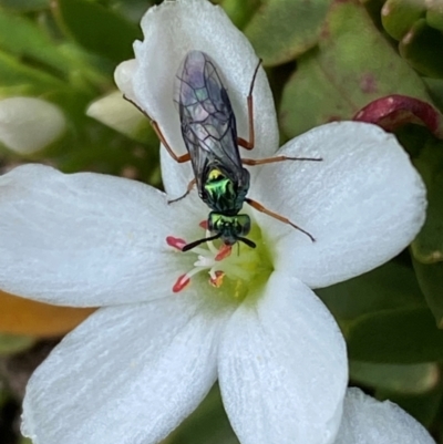 Eurys sp. (genus)