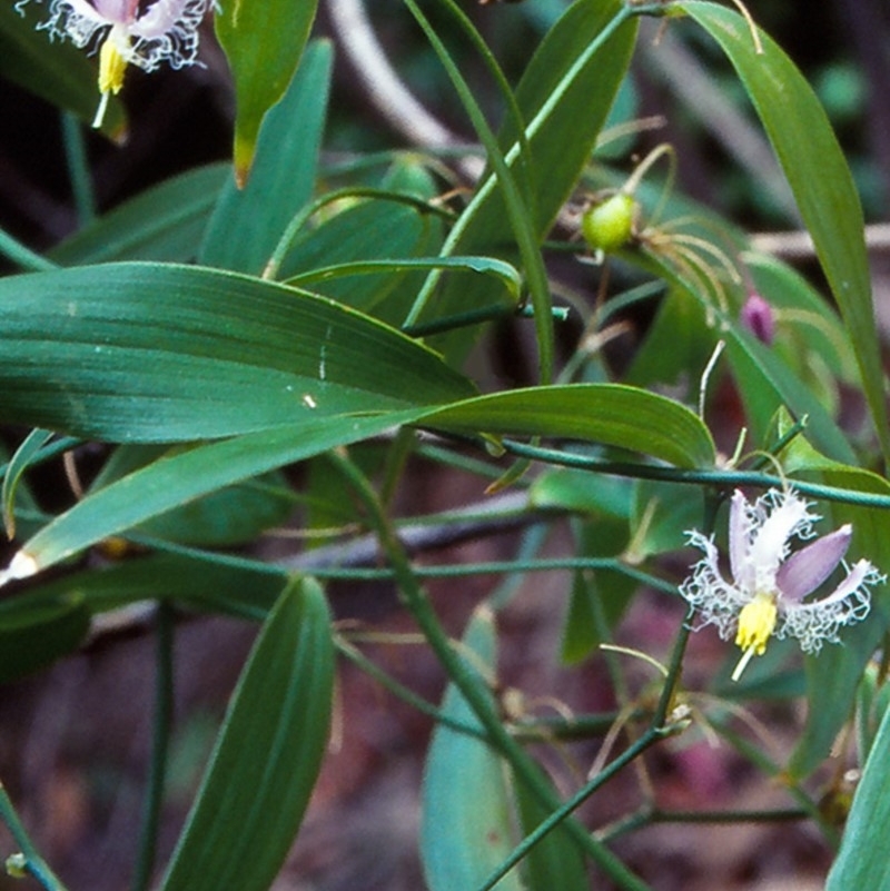 Eustrephus latifolius