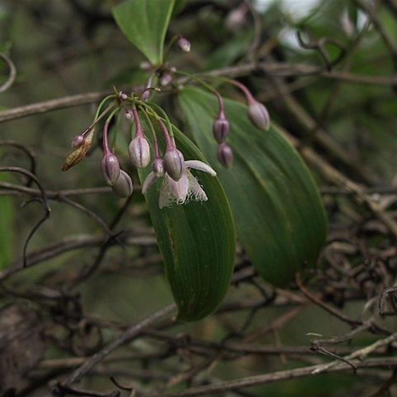 Eustrephus latifolius