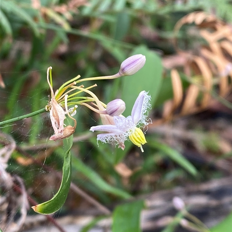 Eustrephus latifolius