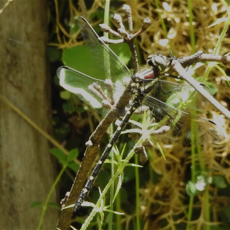 Eusynthemis guttata