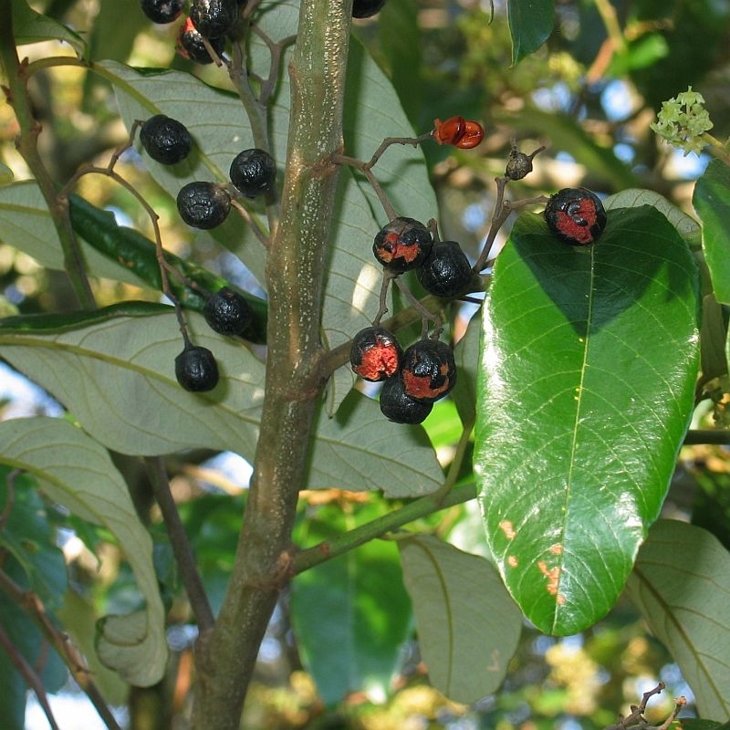 Alphitonia excelsa