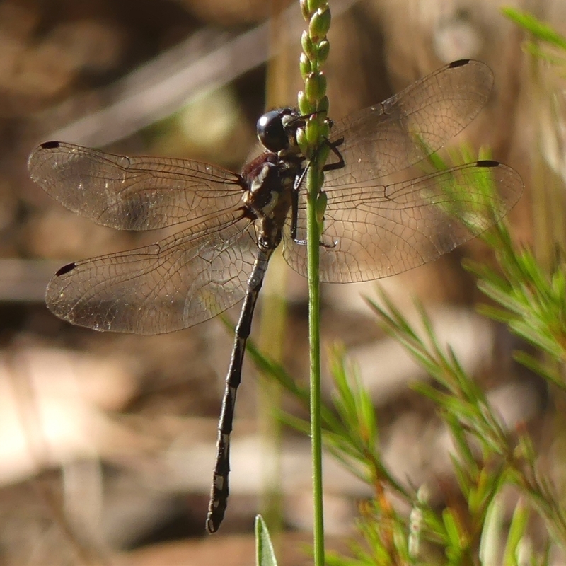 Eusynthemis tillyardi