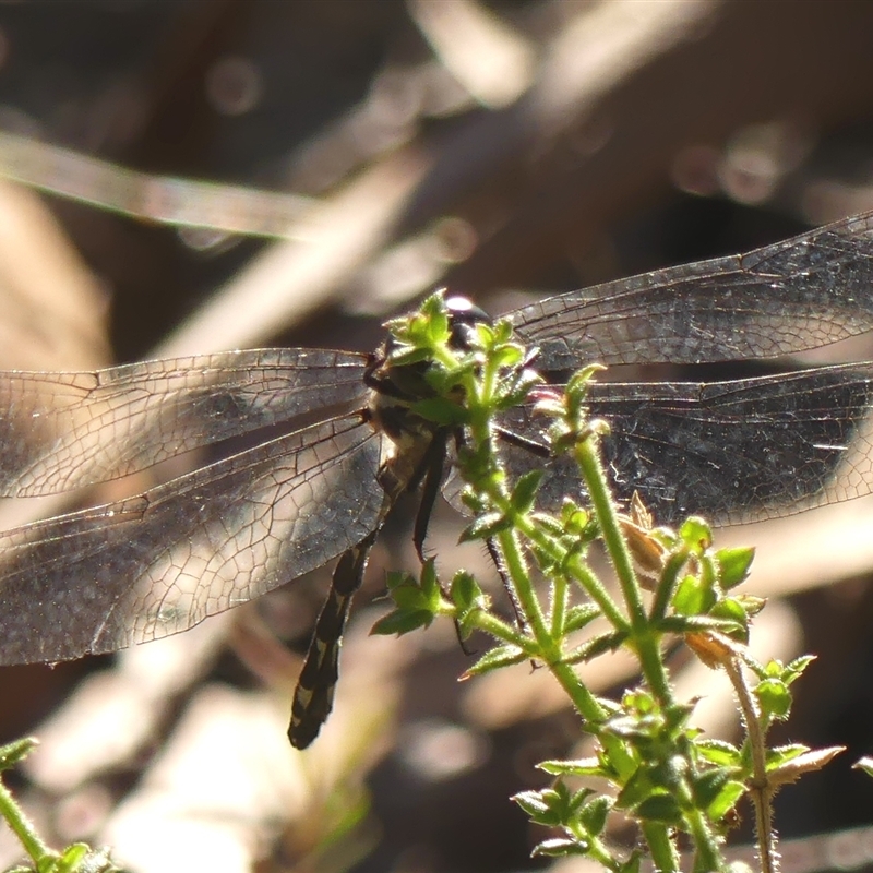 Eusynthemis tillyardi