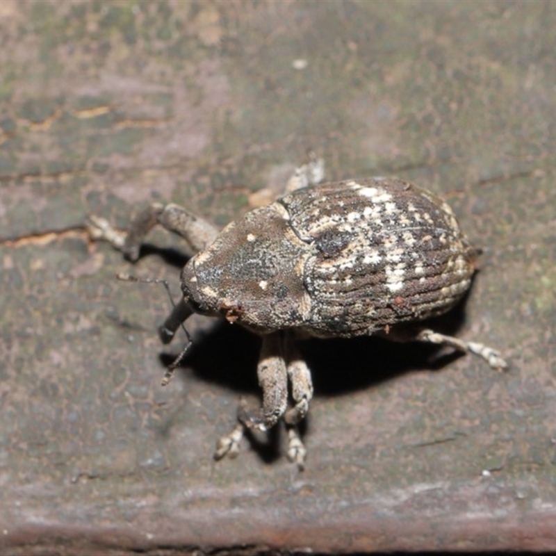 Eutyrhinus meditabundus