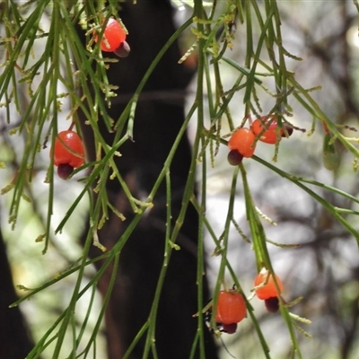 Exocarpos cupressiformis