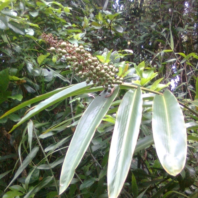 Alpinia caerulea